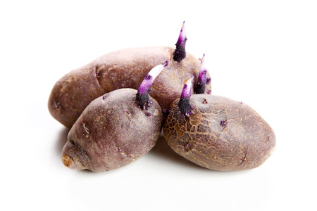 Three violet potatoes on a white backgroundの写真素材