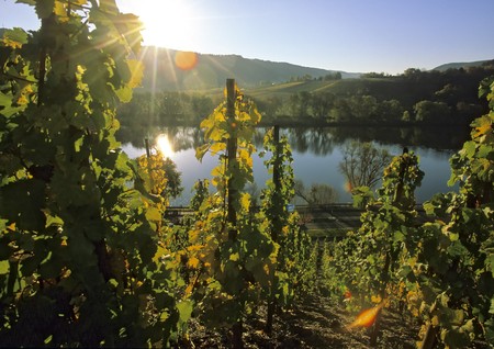 Sunshine in a wineyard at a riverの写真素材
