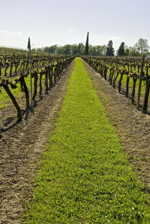 Alley of wine with a juicy green grass stripの写真素材