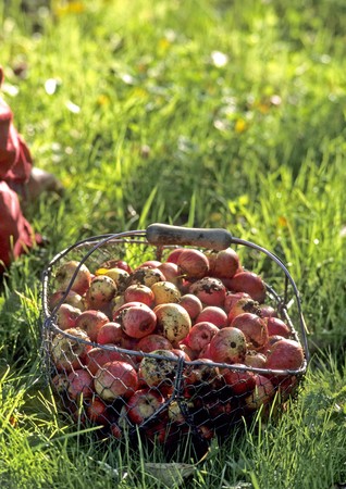 red apples in a metal basket standing on grassの写真素材
