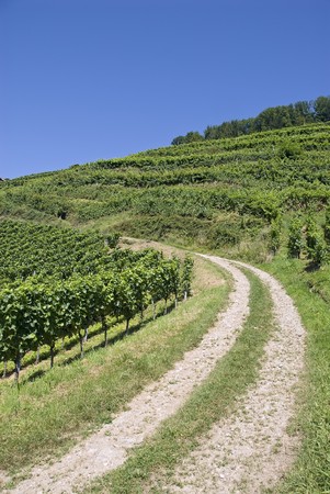 Wineyard with blue sky and a roadの写真素材