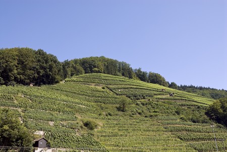 Wineyard with blue sky and treesの写真素材