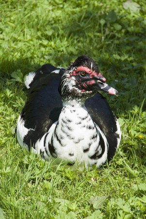 turkey sitting in the grassの写真素材