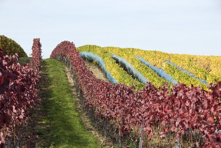 rows of a vineyard with red and yellow leavesの写真素材