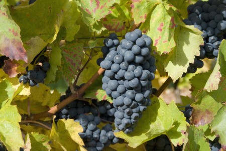 red grapes between green leaves of vineの写真素材