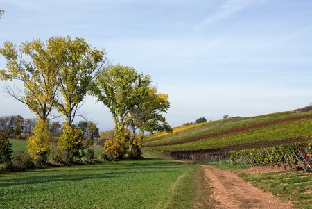 trees and lane next to a vineyardの写真素材