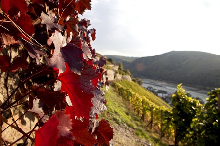 red leaves of vine with river, hills and vineyard in the backgroundの写真素材