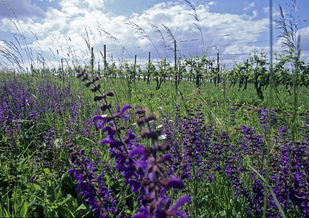 A german vineyard with purple flower in the foregroundの写真素材