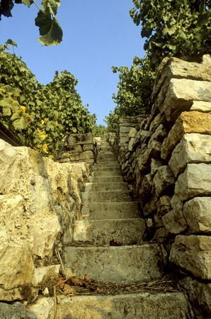 Vineyard on a rampant hill with stony walkway.の写真素材