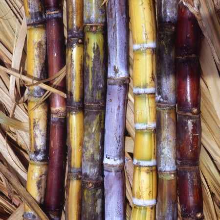 Sugar Cane in all colors, red, yellow and purple.の写真素材