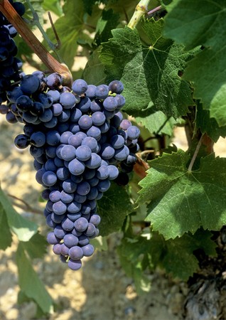 Grapes of red vine stilll at the vine.の写真素材