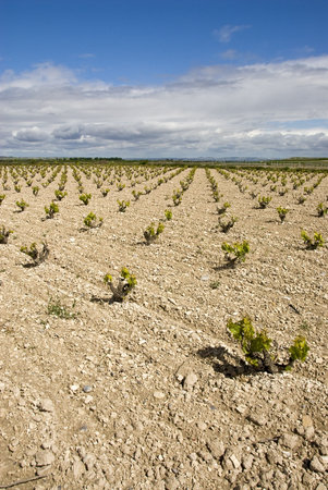 Small and young vine in endless rows.の写真素材