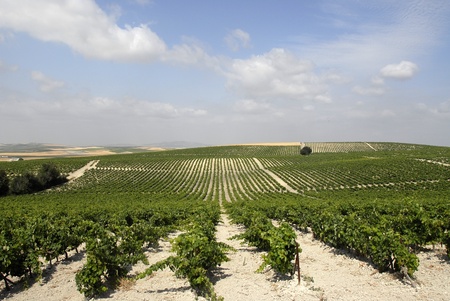Rows of Vine in Jerez spain, on light ground.の写真素材