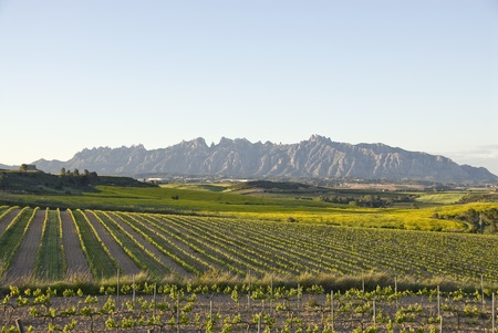 Row of plant in front of a mountain.の写真素材