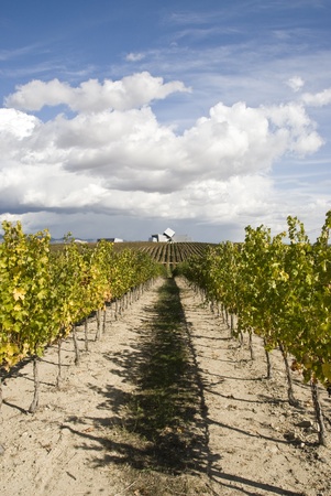 Rows of a vineyard under a blue sky with some cloudsの写真素材