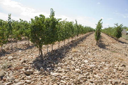 rows of a vineyard with dried earthの写真素材