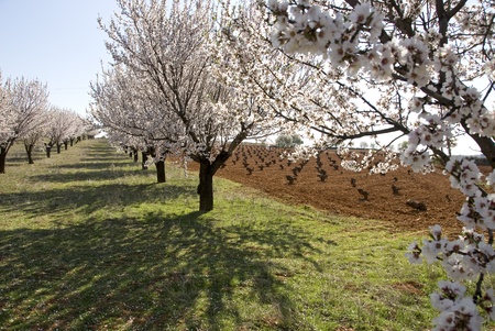 peach trees in rowsの写真素材