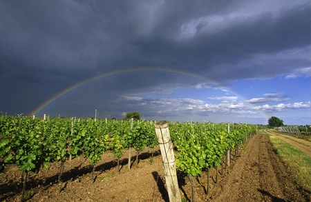 rows of a vineyard with a rainbow in the backgroundの写真素材