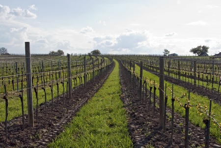 rows of a vineyardの写真素材