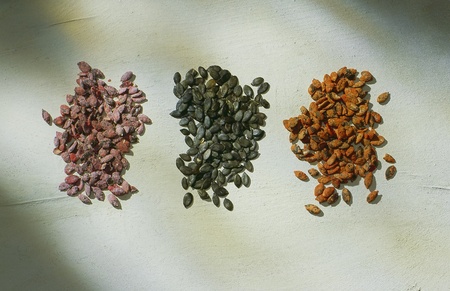 pumpkinseed in a setupの写真素材