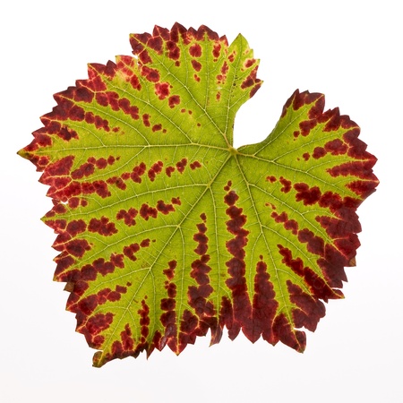 red and green colored leaf with a white backgroundの写真素材