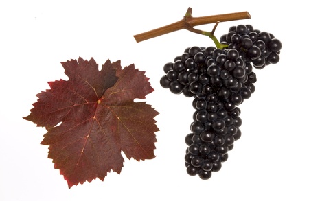 red leaf and grapes of red dominaの写真素材