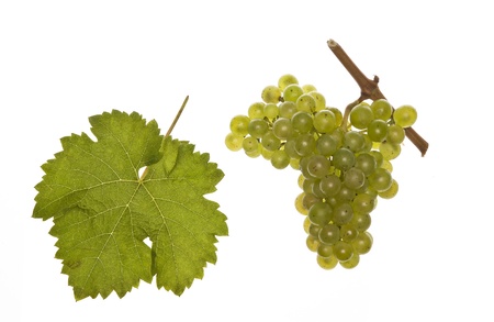 leaf and grapes of white kernerの写真素材