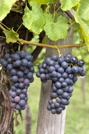 leaves and grapes of red wineの写真素材