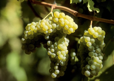 leaves and grapes of white wineの写真素材