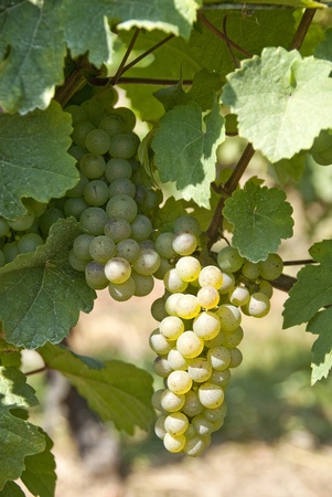leaves and grapes of white wineの写真素材