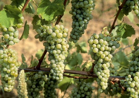 leaves and grapes of white wineの写真素材