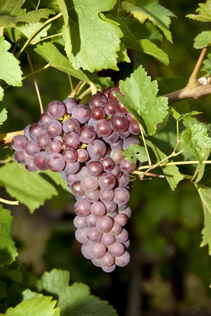 red grapes in a vineyardの写真素材