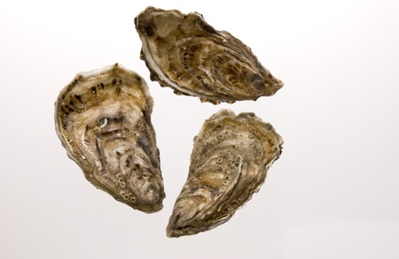 three oyster with white backgroundの写真素材