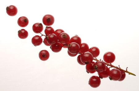 red currant on white backgroundの写真素材