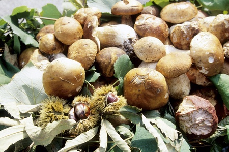 Clos up of some mushrooms.の写真素材