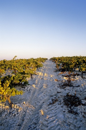 Rows of wine on white sandy ground.の写真素材