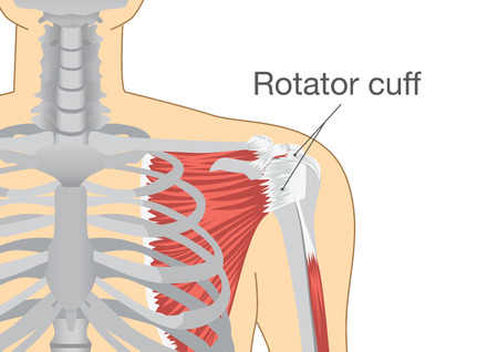 Group of muscles and tendons surround the shoulder joint is called Rotator cuff. Illustration about Human Anatomyのイラスト素材