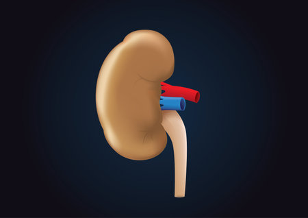 Kidney vector on dark background. Illustration about human health.