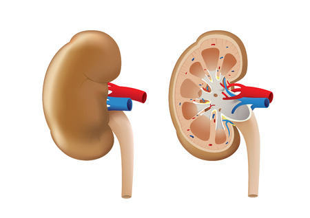 Outside and inside of normal Kidney vector on isolated. Illustration about human internal organ.のイラスト素材