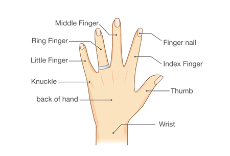 Common names for fingers of hand. Illustration about human body part.のイラスト素材