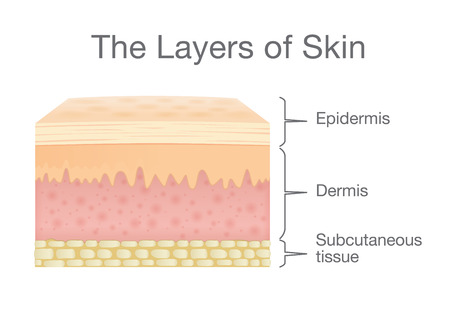 The Layer of Human Skin in vector style and components information. Illustration about medical and health.のイラスト素材