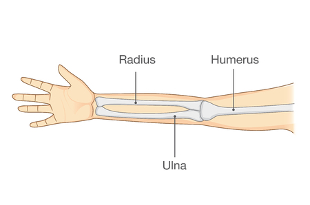 Anatomy of normal arm bone. Illustration about human body part in vector style.のイラスト素材