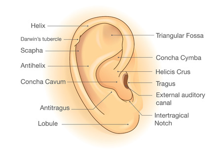 The anatomy of External ear. Illustration about human organ of hearing.のイラスト素材