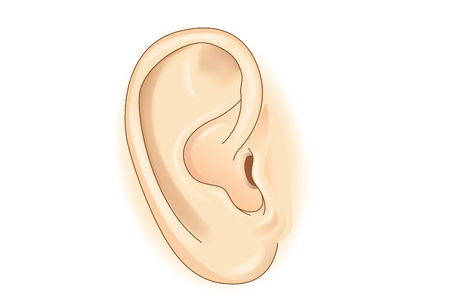 External of human ear in vector style isolated on white. Illustration about human organ of hearing.のイラスト素材