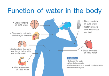 Function of water in the human body. Illustration about medical and anatomy.のイラスト素材