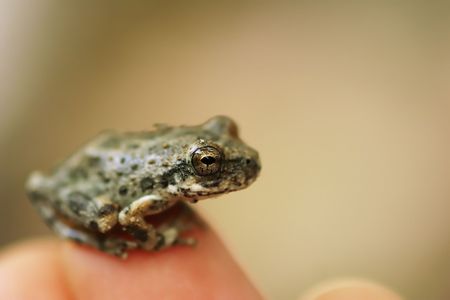 Little frogの写真素材