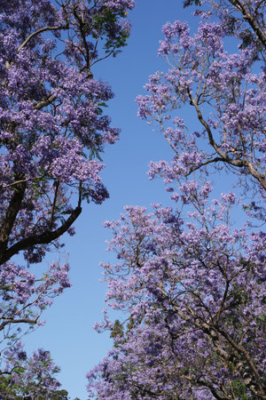 Blossoming Jacaranda Trees