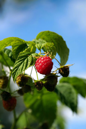 Red raspberry growing in natural environment close-up. Shallow DOF.