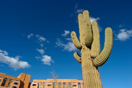 Saguaro Cactus,Tucson, Arizona, USA の写真素材