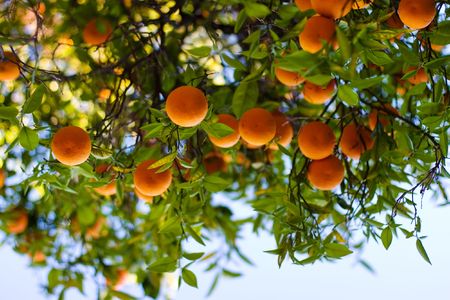Ripe Oranges On A Tree Ripe Oranges On A Tree